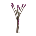 Lavandula