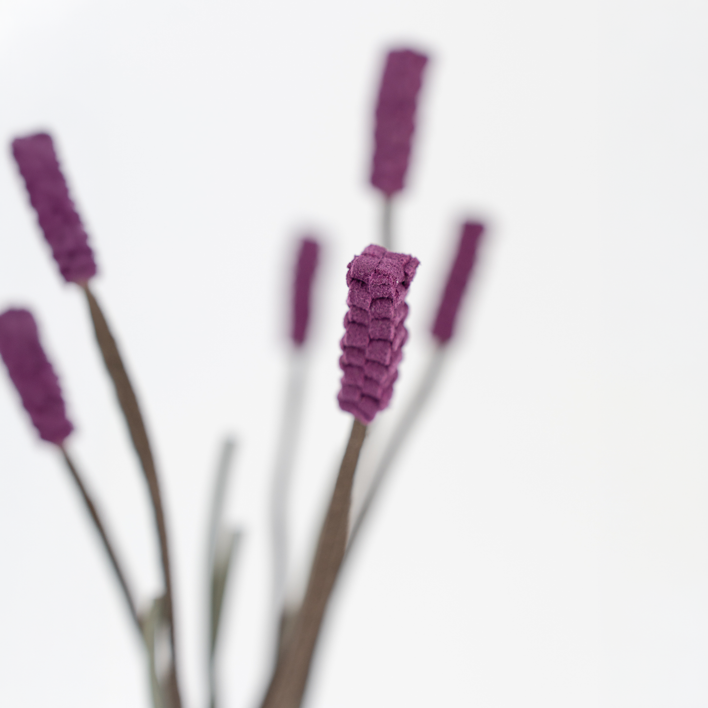 Lavandula
